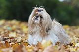 SHIH TZU 154